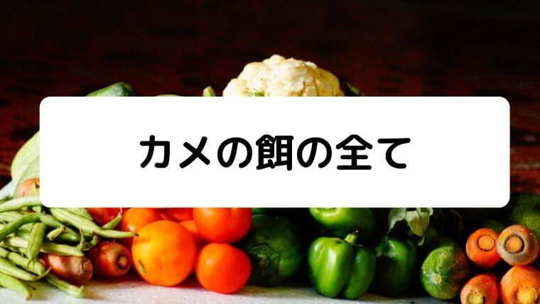 カメの餌をあげる頻度って 量は 何あげる 実体験 凡人が快適な生活を目指す