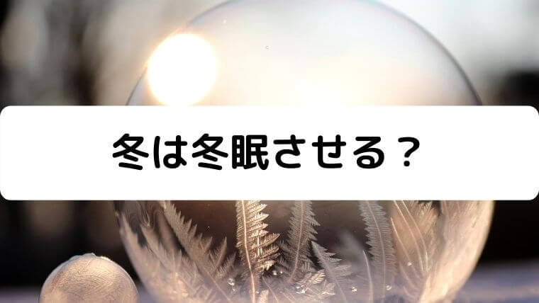 カメが冬眠に死んでる 見分け方と死なせない対策を解説 凡人が快適な生活を目指す