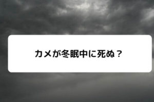 カメを冬眠させると寿命がのびる 冬眠の利点 凡人が快適な生活を目指す