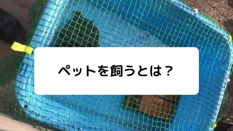 水棲ガメの飼育方法を初心者にわかりやすく解説 本と経験 凡人が快適な生活を目指す